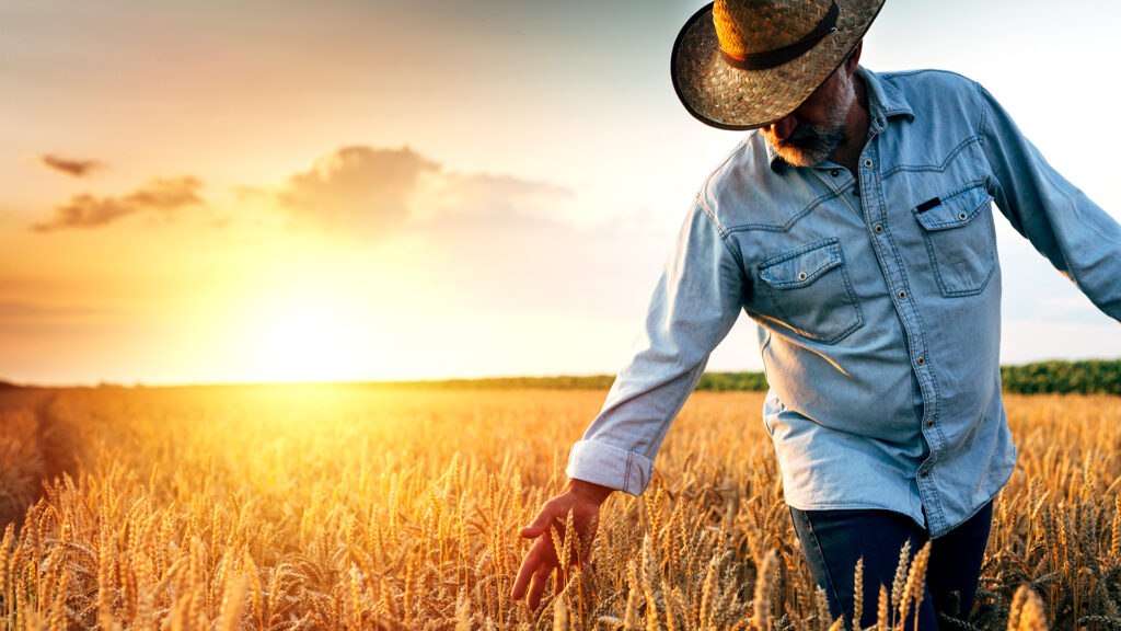 Farmer Walking Through Wheat Field, Sunset Scene